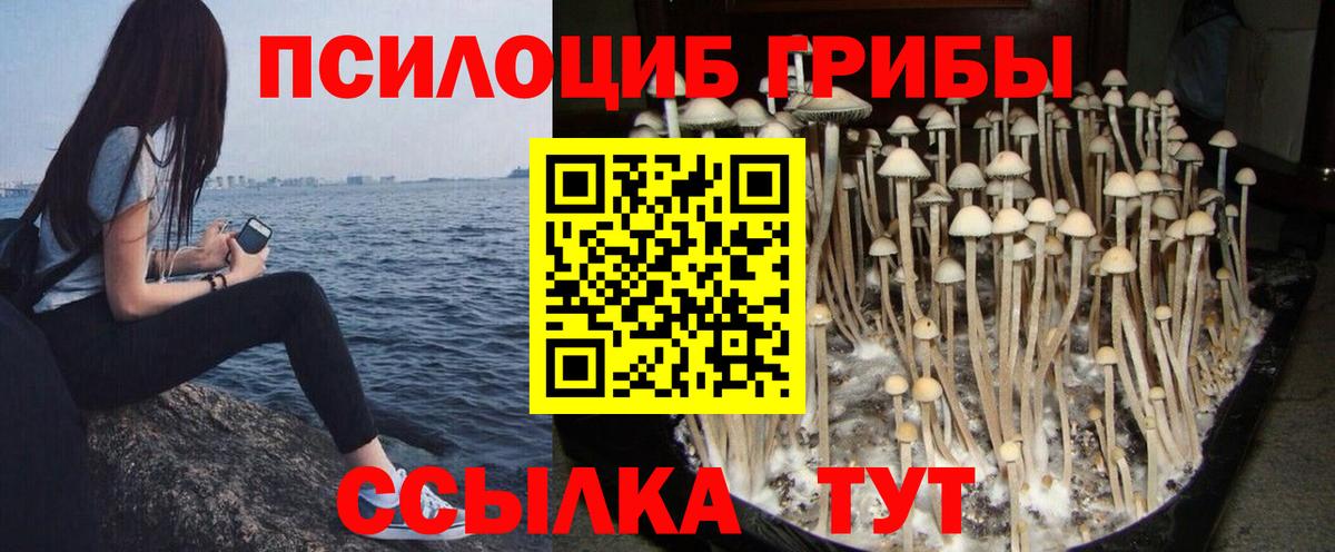 купить наркотики сайты  Вязьма  Псилоцибиновые грибы MAGIC MUSHROOMS 